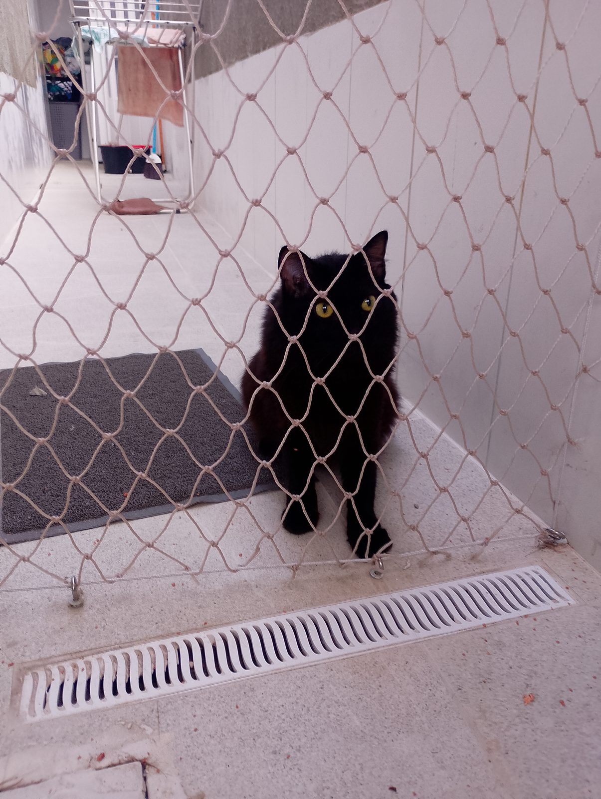 Rede de proteção para gatos instalada em Salvador