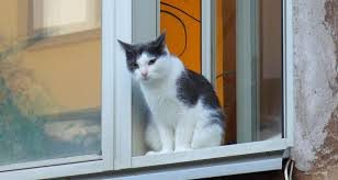 Gato em janela aberta sem rede de proteção
